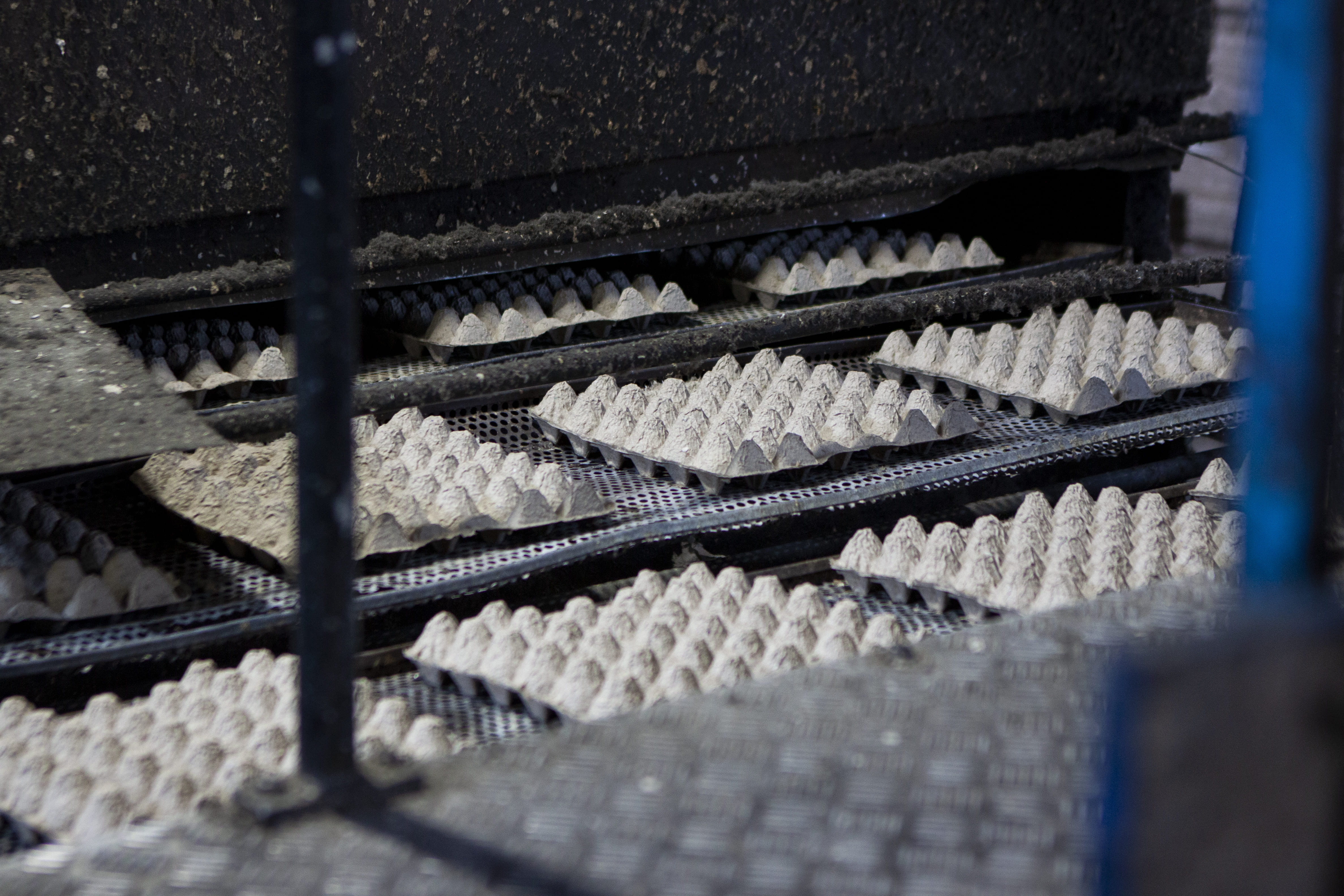 ячейка для куринных яиц